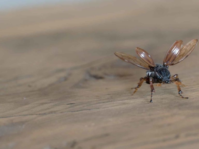 GlassArt Atelier Tobler