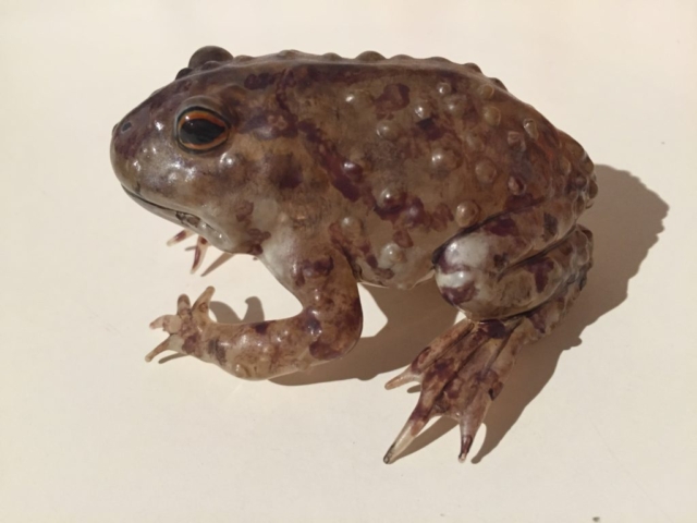 GlassArt Atelier Tobler