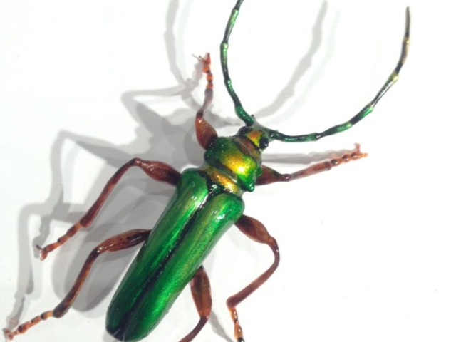 GlassArt Atelier Tobler